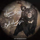 خرس سیاه بلوچی - گروه  سپید و سیاه